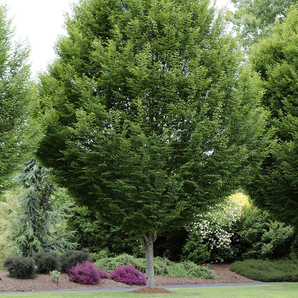Carpen Monumentalis (Carpinus Betulus)