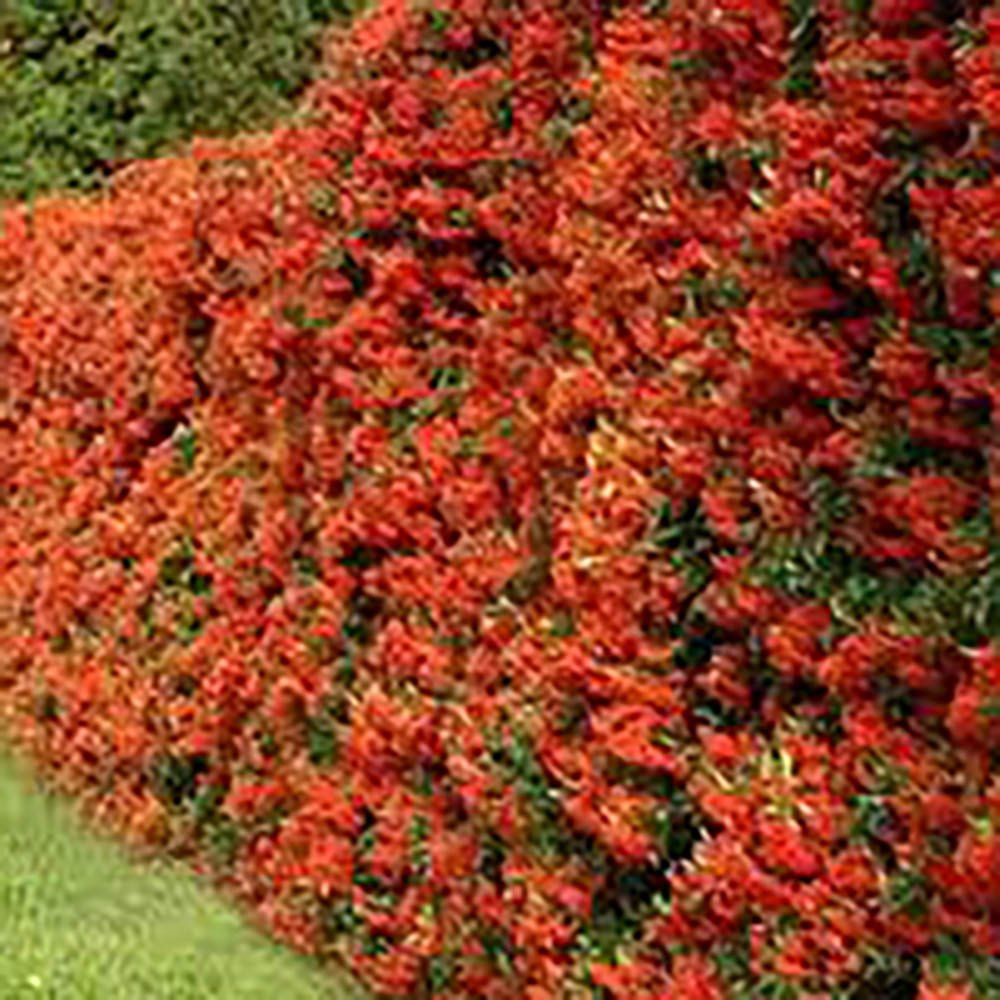 Catina Ornamentala Rosu (Pyrachanta Red Column)