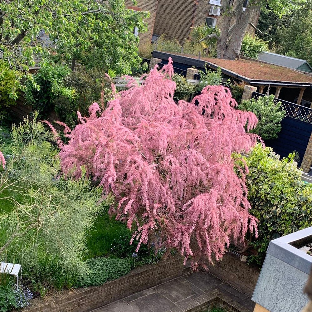 Catina Rosie - Roz (Tamarix Tetrandra) Pink Cascade