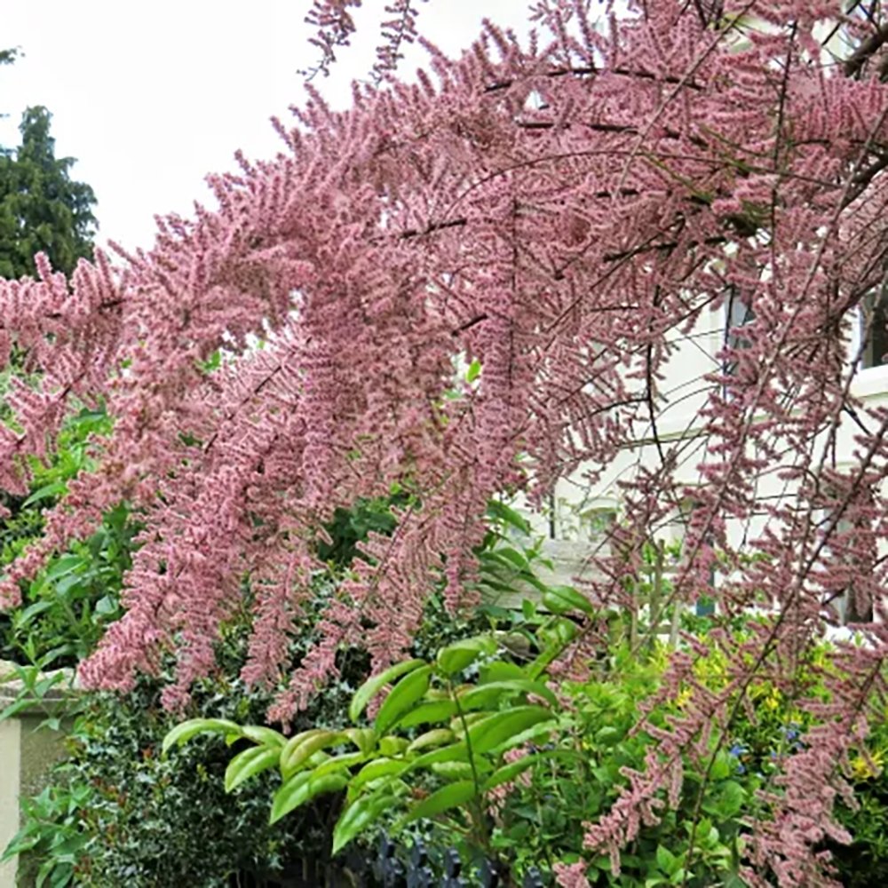 Catina Rosie - Roz (Tamarix Tetrandra) Pink Cascade