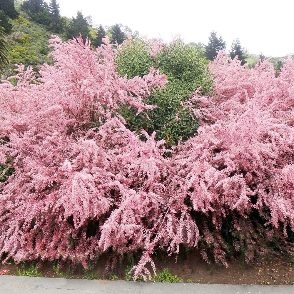 Catina Rosie (Tamarix Ramosissima) Rubra
