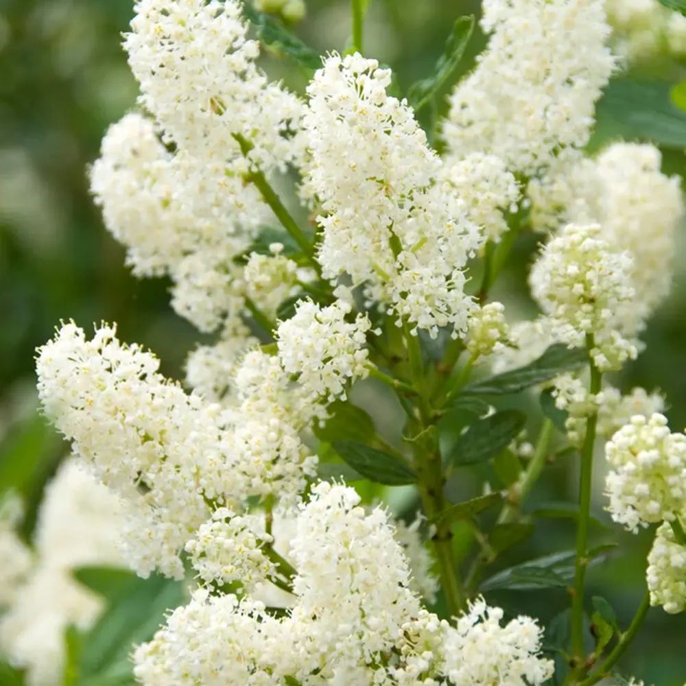 Люляк калифорнийски (Ceanothus) Millerton Point – вечнозелен храст със сини цветове
