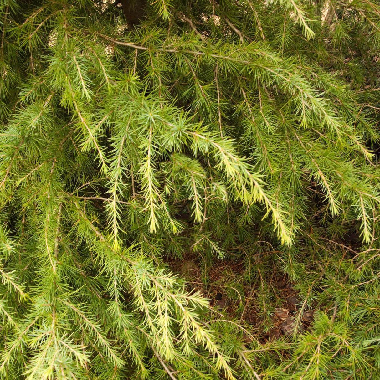 Cedru auriu Golden Horizon