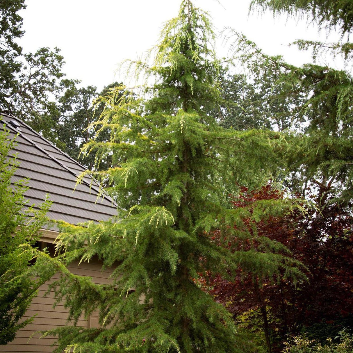 Cedru auriu Golden Horizon