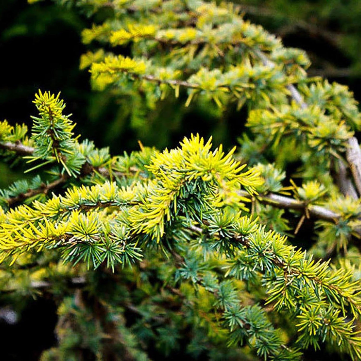 Cedru auriu Golden Horizon