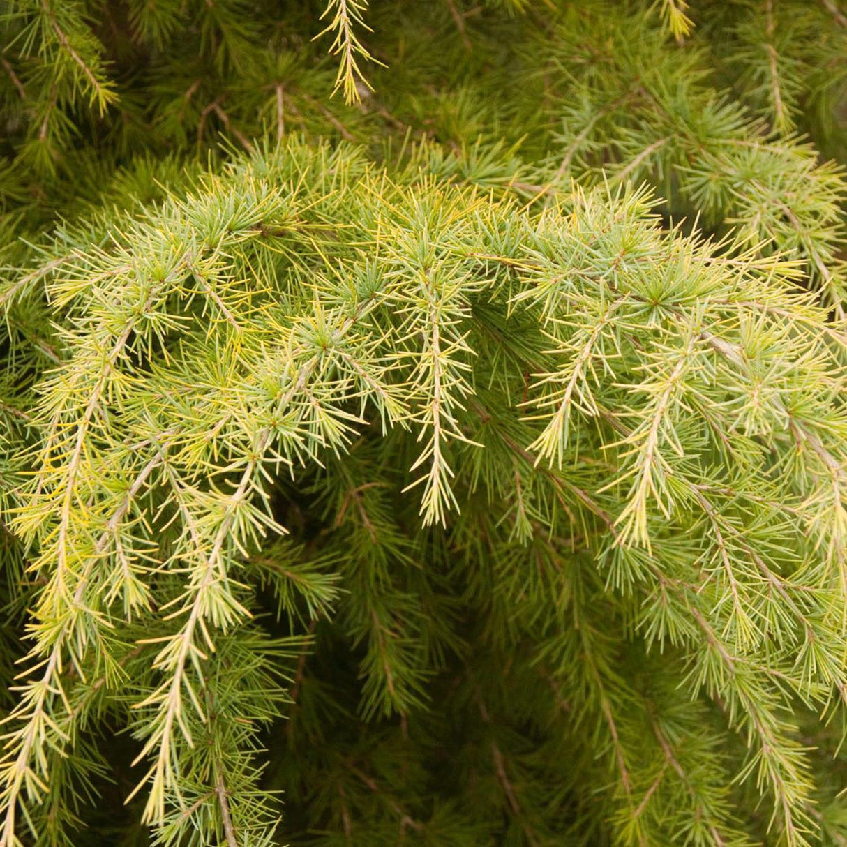 Cedru auriu Golden Horizon