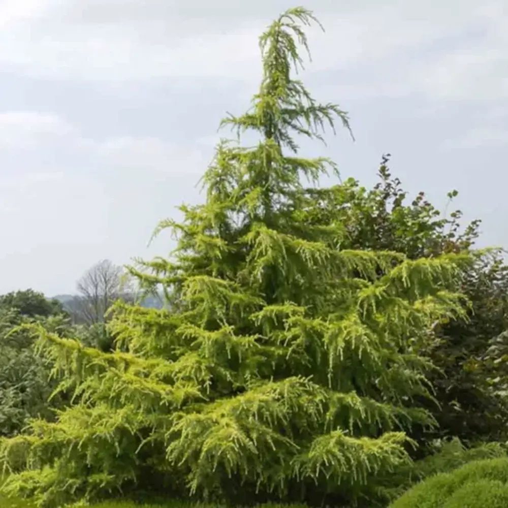 Cedru auriu Golden Horizon (Cedrus Deodara), conifer ornamental cu ace aurii fine arcuite, vesnic verde, crestere rapida
