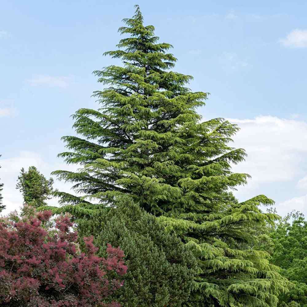 Хималайски кедър (Cedrus Deodara), със зелено-сребриста окраска и декоративни шишарки