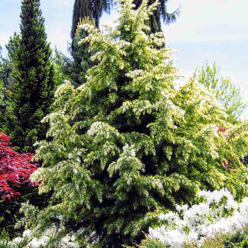 Cedru de Himalaya Albastru (Cedrus Deodara), conifer ornamental cu ace verde-albastrui moi si arcuite, vesnic verde, crestere rapida