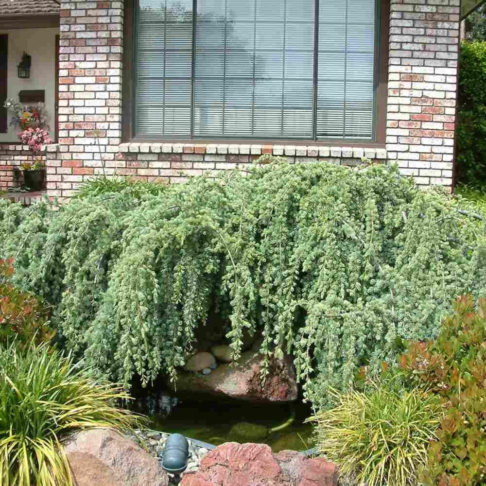Кедър син Glauca Atlantica (Pendula), плачещ вечнозелен синьо-сребрист иглолистен, студоустойчив