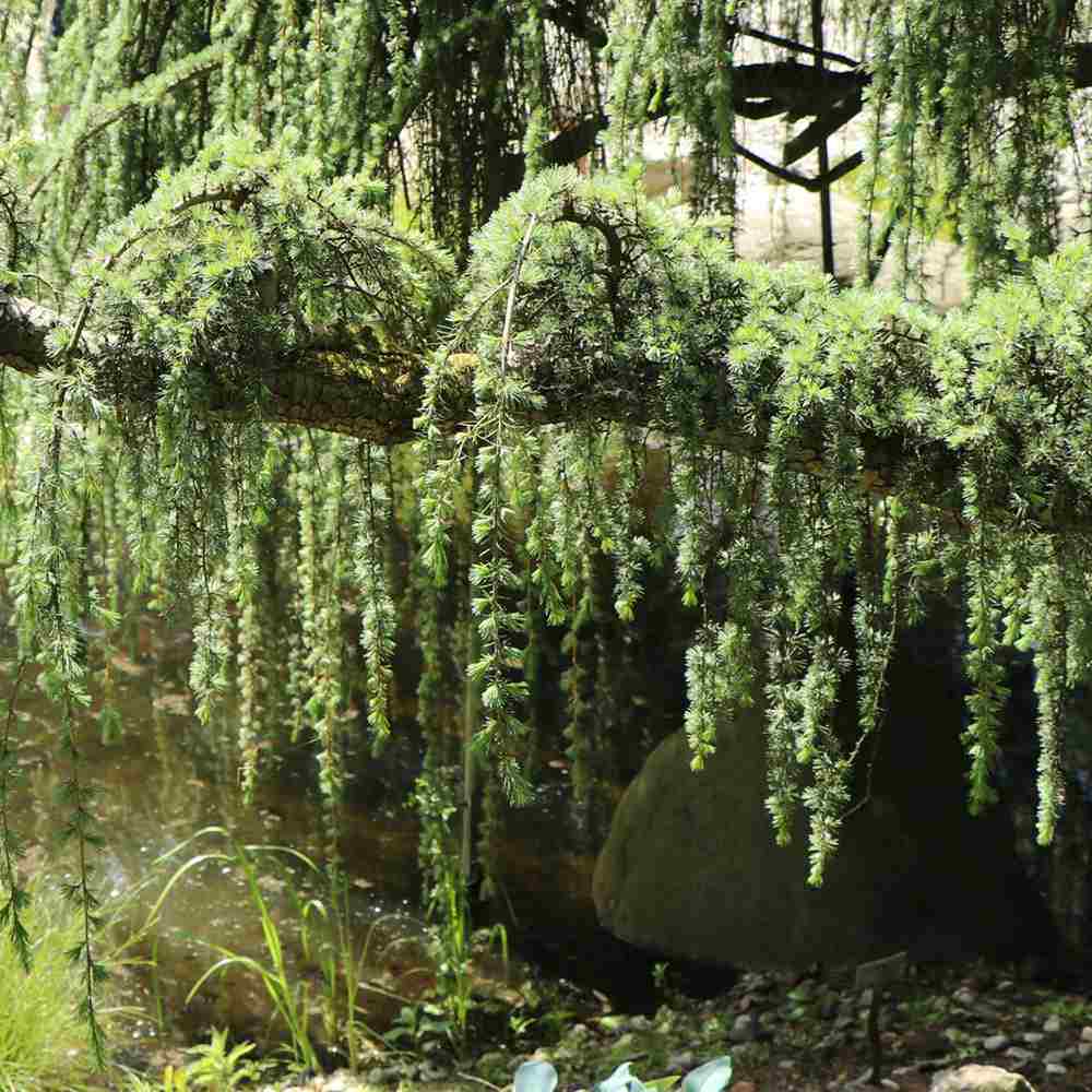 Кедър син Glauca Atlantica (Pendula), плачещ вечнозелен синьо-сребрист иглолистен, студоустойчив