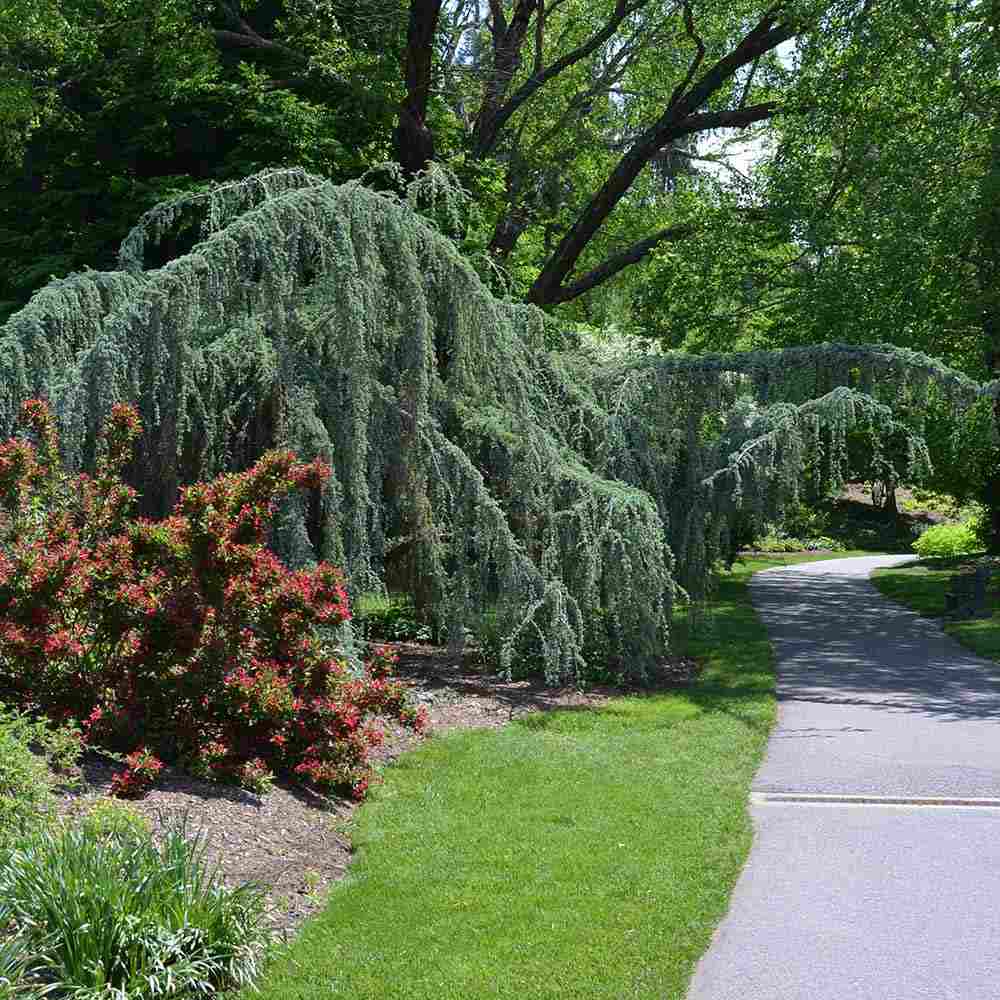 Кедър син Glauca Atlantica (Pendula), плачещ вечнозелен синьо-сребрист иглолистен, студоустойчив
