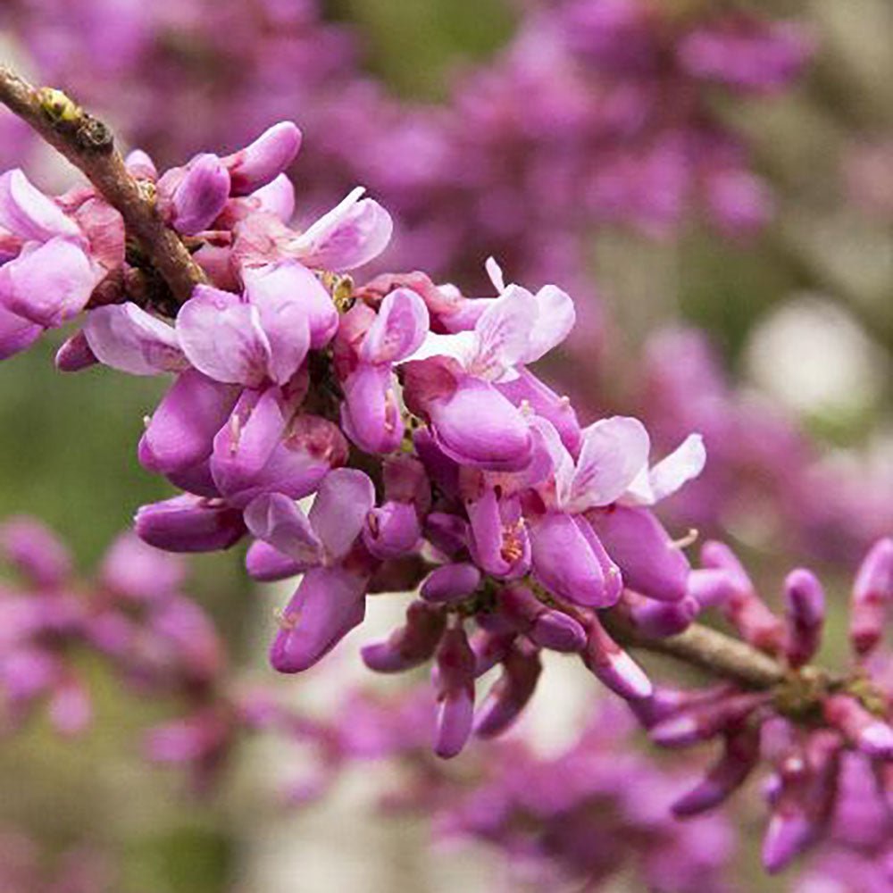 Arborele Lui Iuda Auriu (Cercis Chinensis Melon Beauty)
