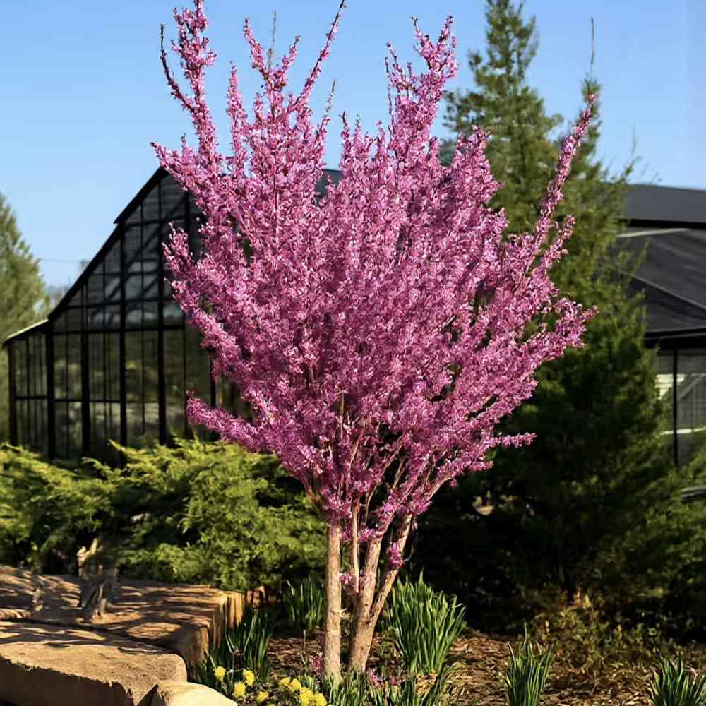 Юдино дърво Cercis chinensis 'Avondale' – компактно декоративно дърво с розово-виолетови цветове