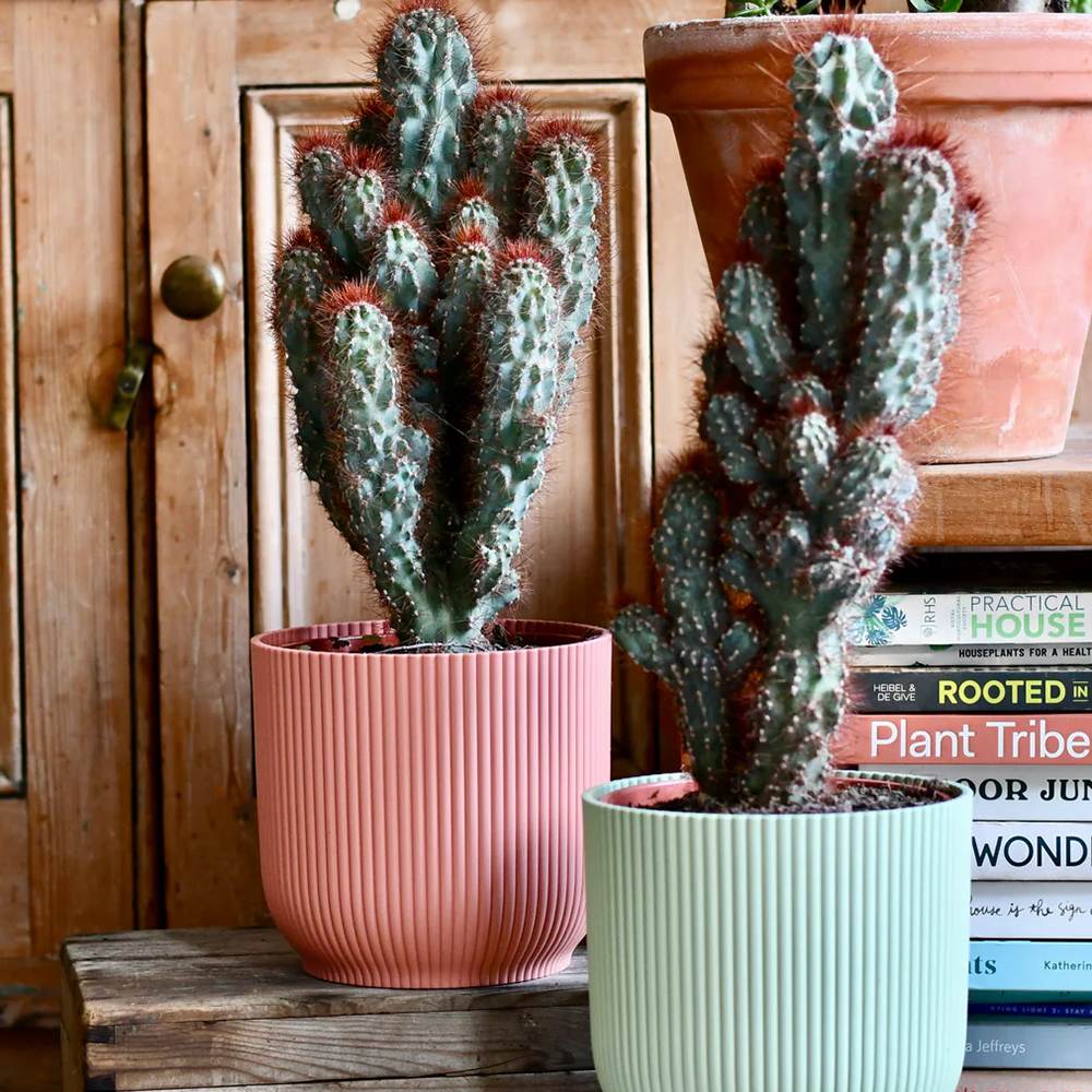 Cactus Monstrul Peruvian, 25 cm, forme neregulate, unice, aspect sculptural, usor de ingrijit, ghiveci mare