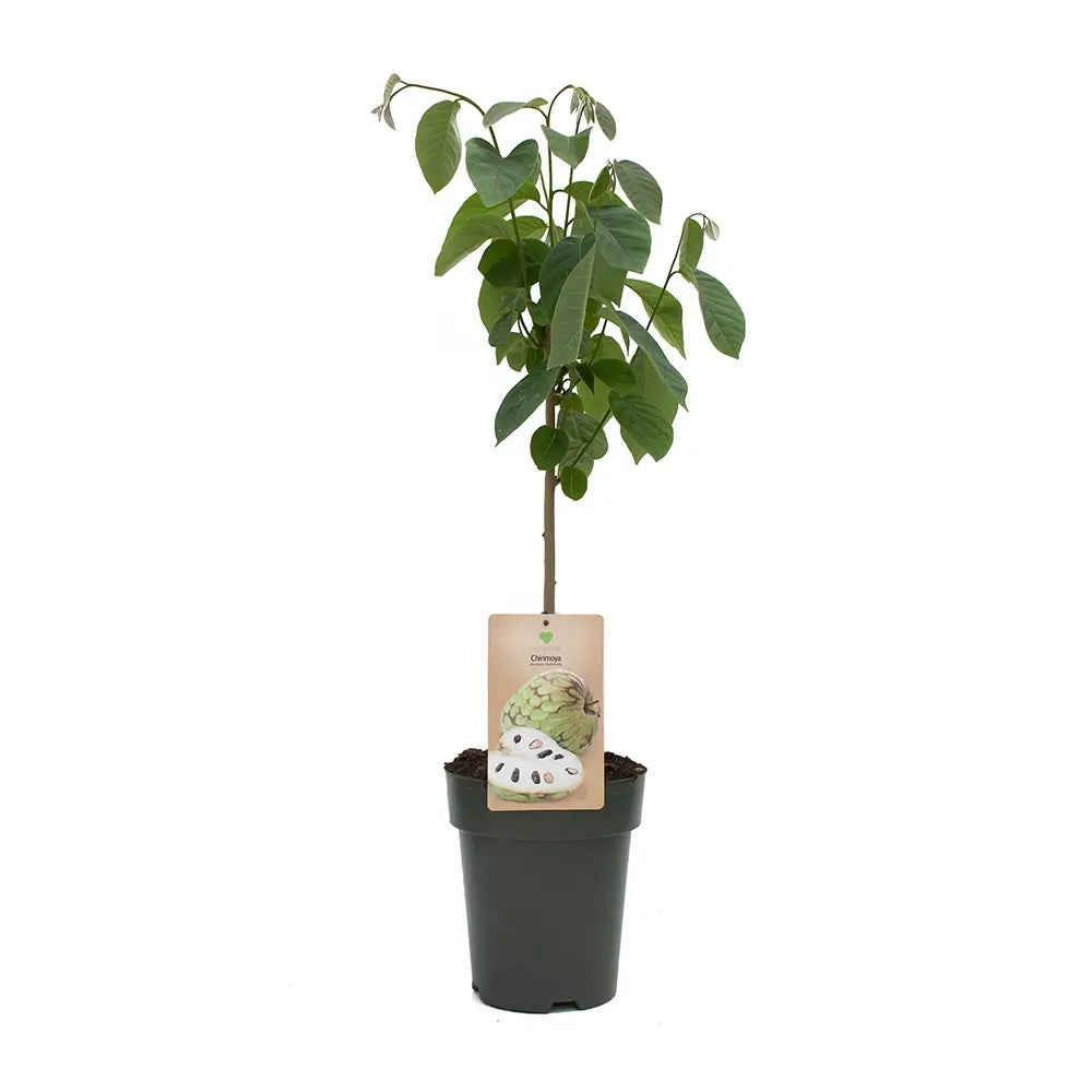Cherimoya Annona cherimola in ghiveci – pom fructifer exotic cu fructe dulci cremoase