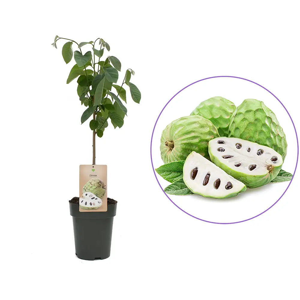 Черимоя (Annona cherimola) в саксия – екзотично овощно дърво със сладки кремообразни плодове