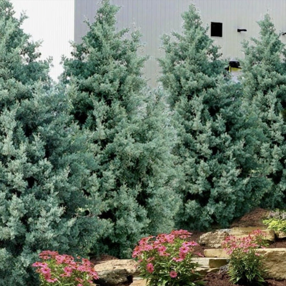 Chiparos argintiu de Arizona, gard viu vesnic verde