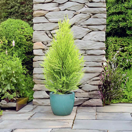 Goldcrest Wilma Lemon Cypress, ароматен