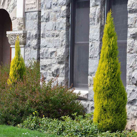 Goldcrest Wilma Lemon Cypress, ароматен