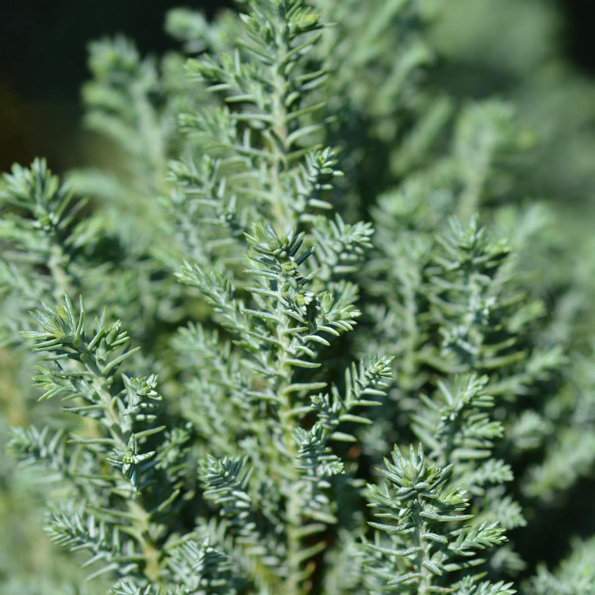 Chiparos Columnaris Ellwoodii gri-albastru, gard viu vesnic verde