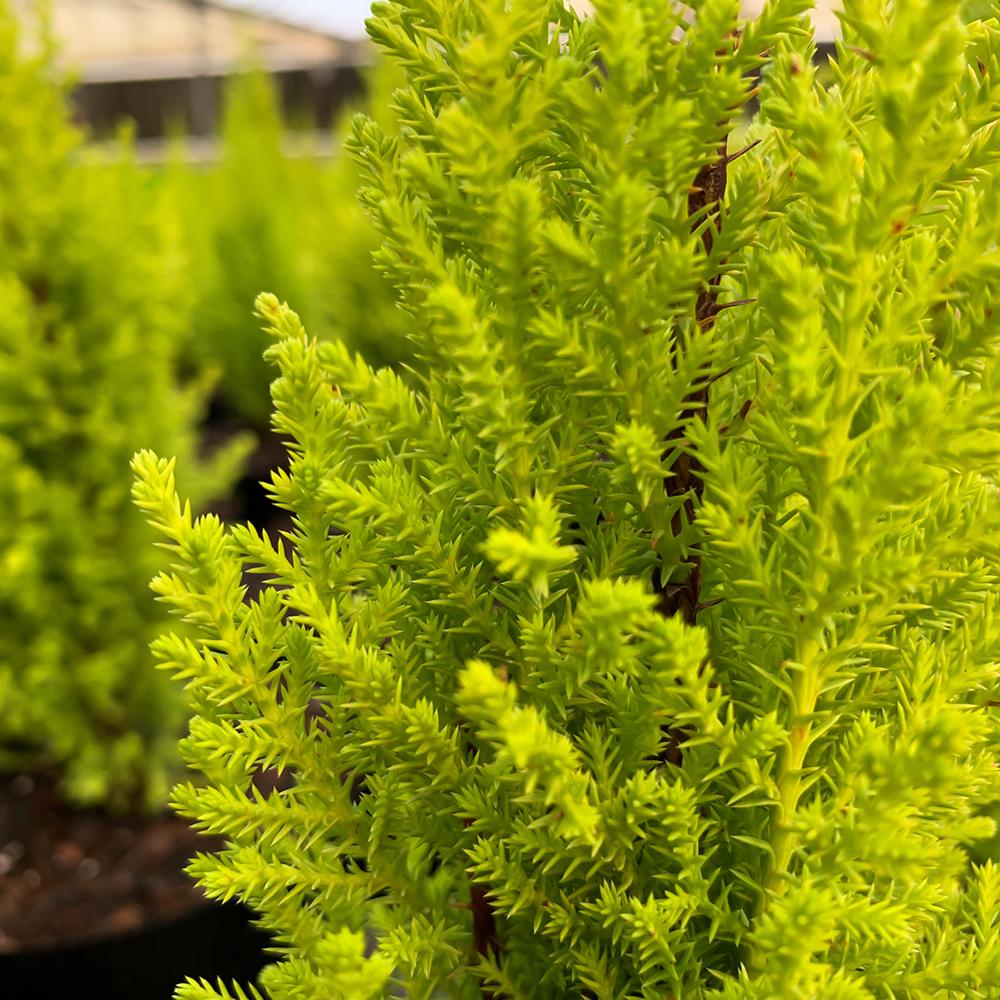 Chiparos de Lamaie Goldcrest Wilma, parfumat