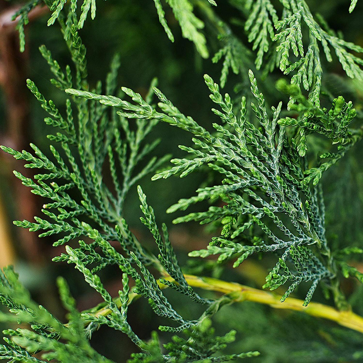Chiparos Leylandii, gard viu vesnic verde