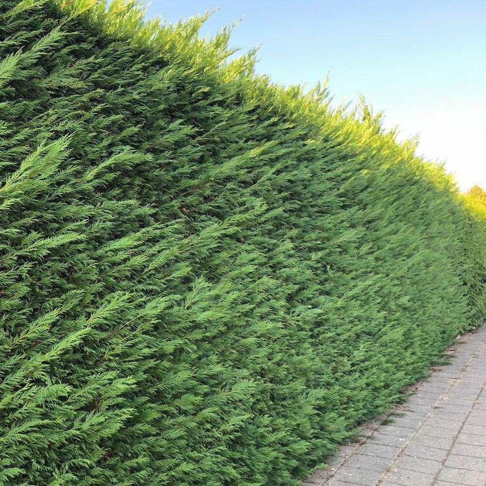 Кипарис Leylandii