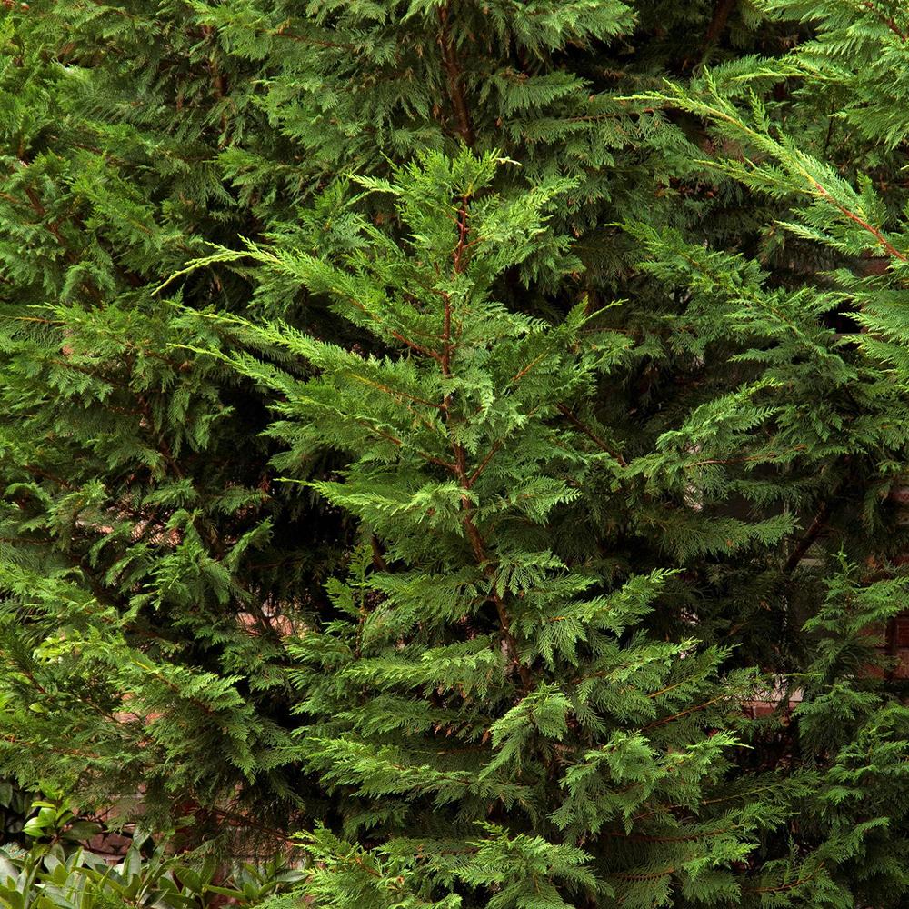 Кипарис Leylandii