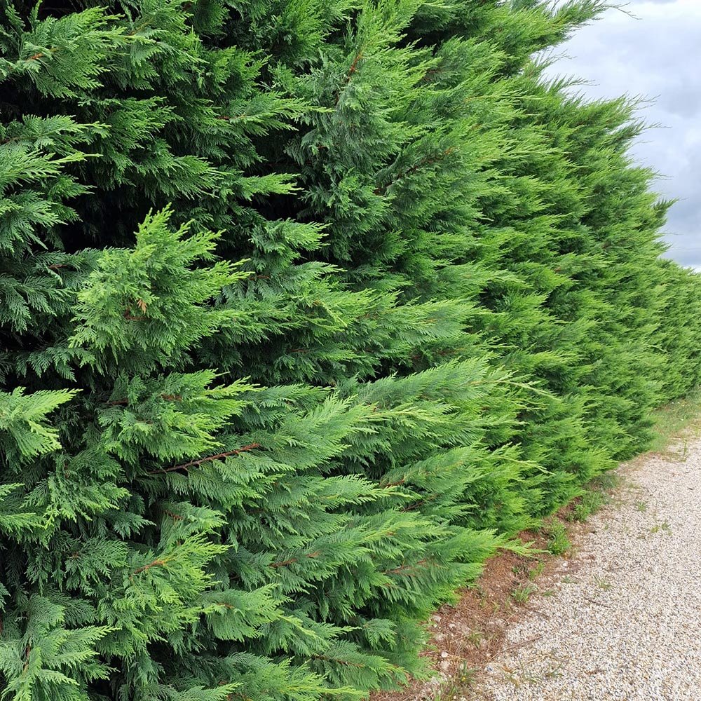 Кипарис Leylandii