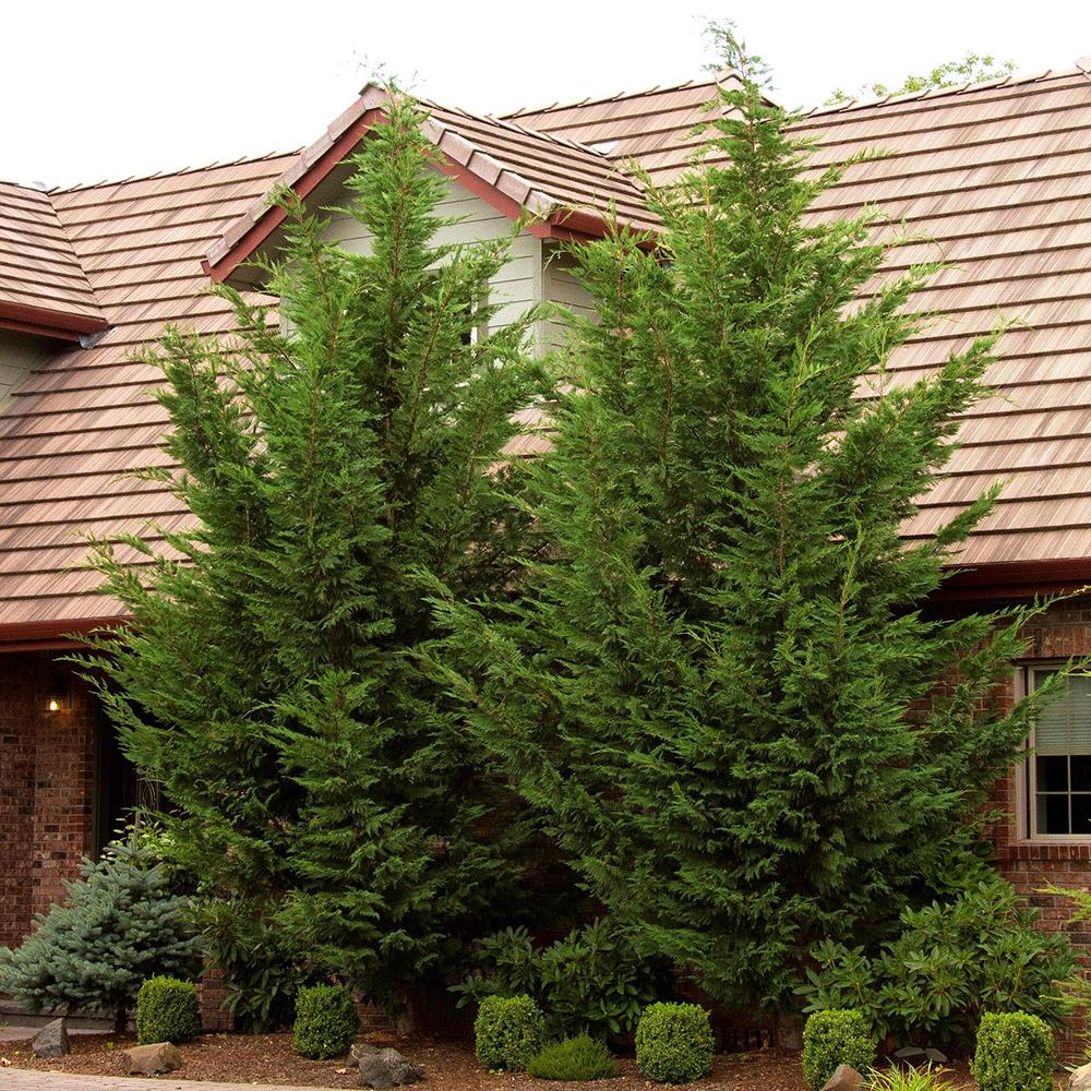 Кипарис Leylandii