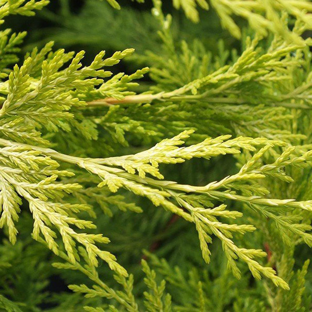 Cypress Leylandii Gold Rider, вечнозелен жив плет