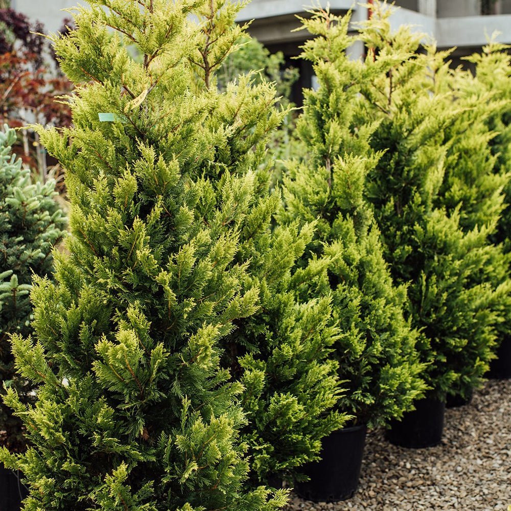 Cypress Leylandii Gold Rider, вечнозелен жив плет