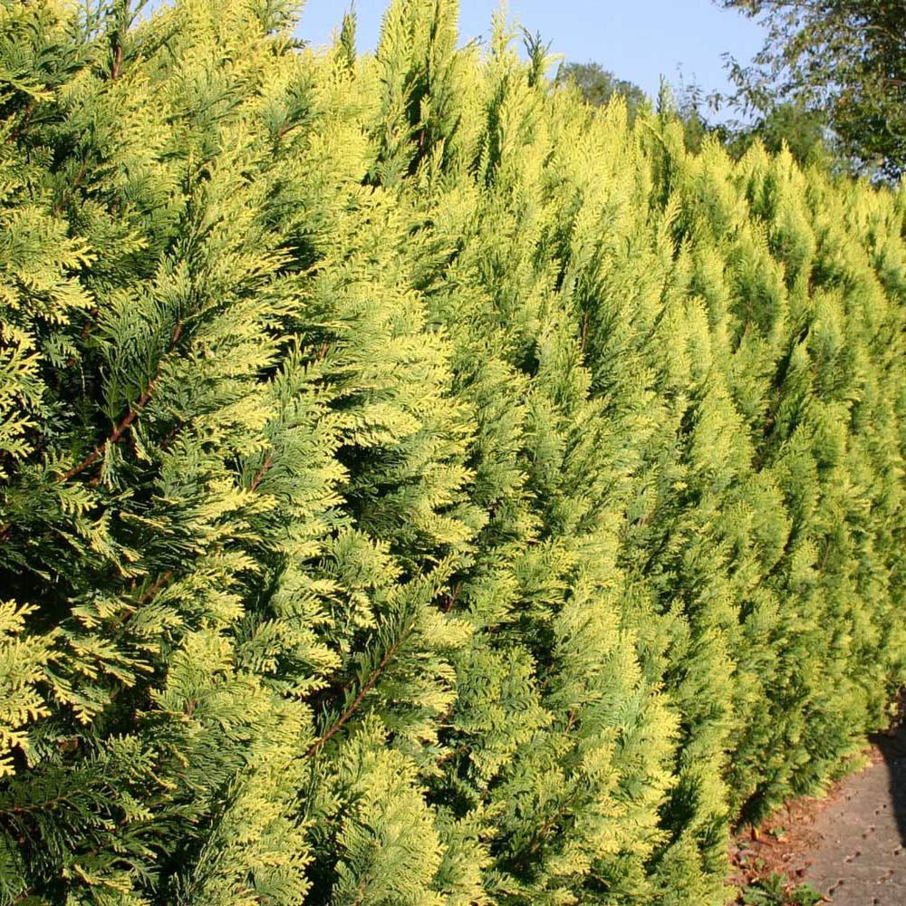 Cypress Leylandii Gold Rider, вечнозелен жив плет