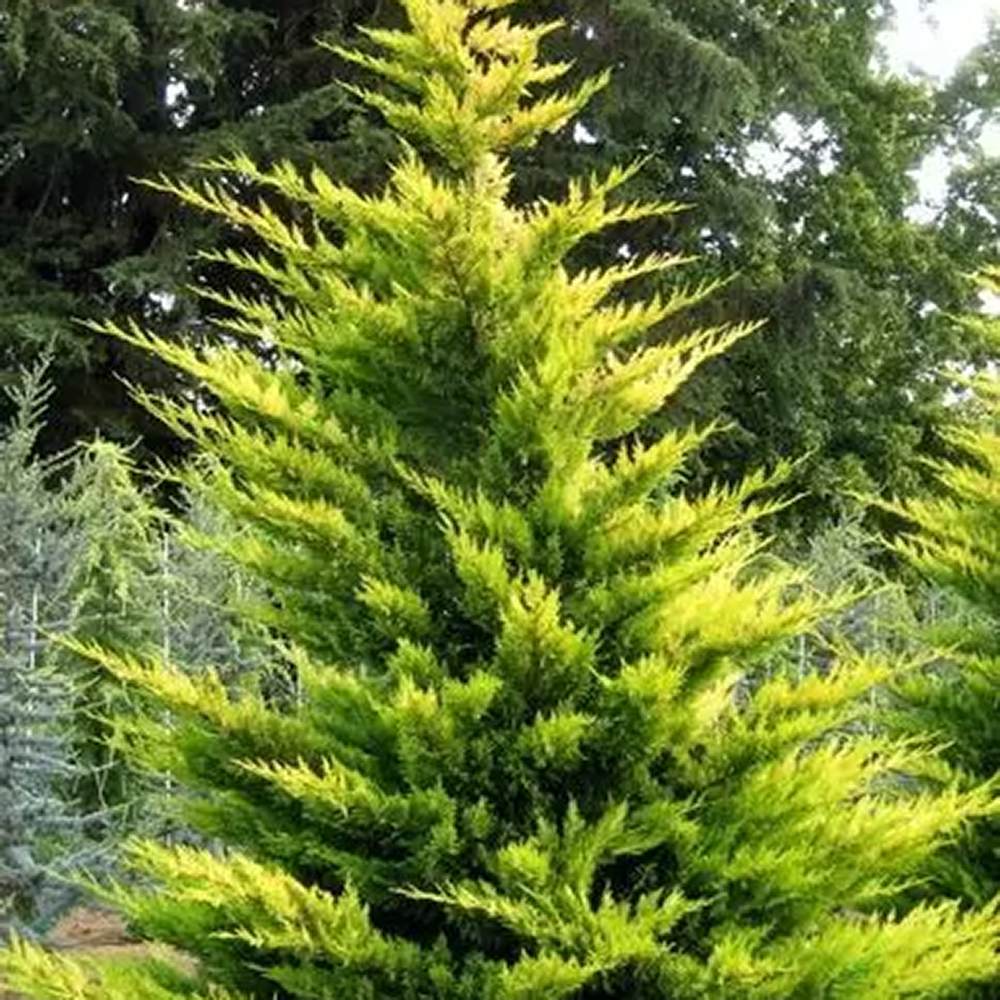 Cypress Leylandii Gold Rider, вечнозелен жив плет