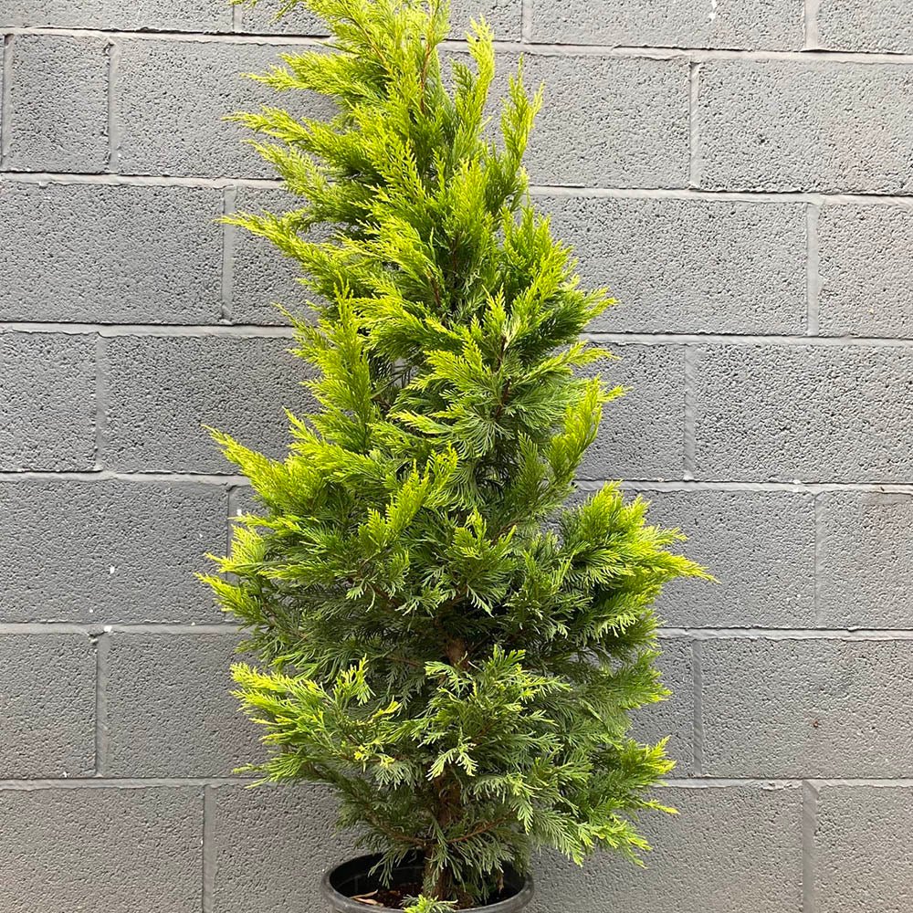 Cypress Leylandii Gold Rider, вечнозелен жив плет