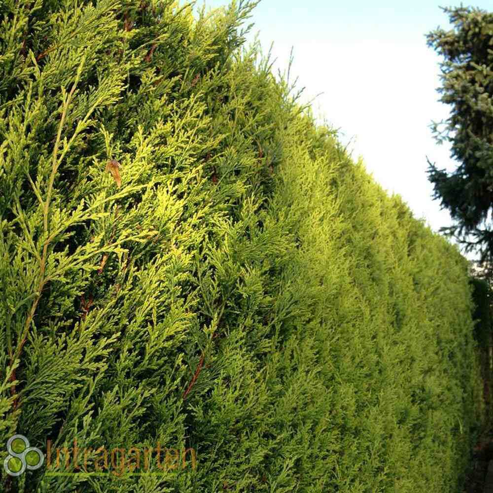 Cypress Leylandii Gold Rider, вечнозелен жив плет