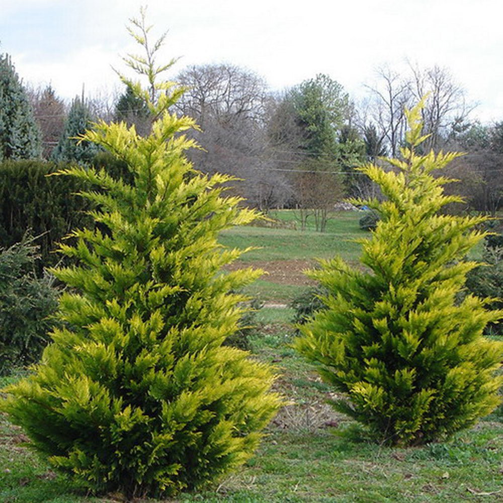 Cypress Leylandii Gold Rider, вечнозелен жив плет