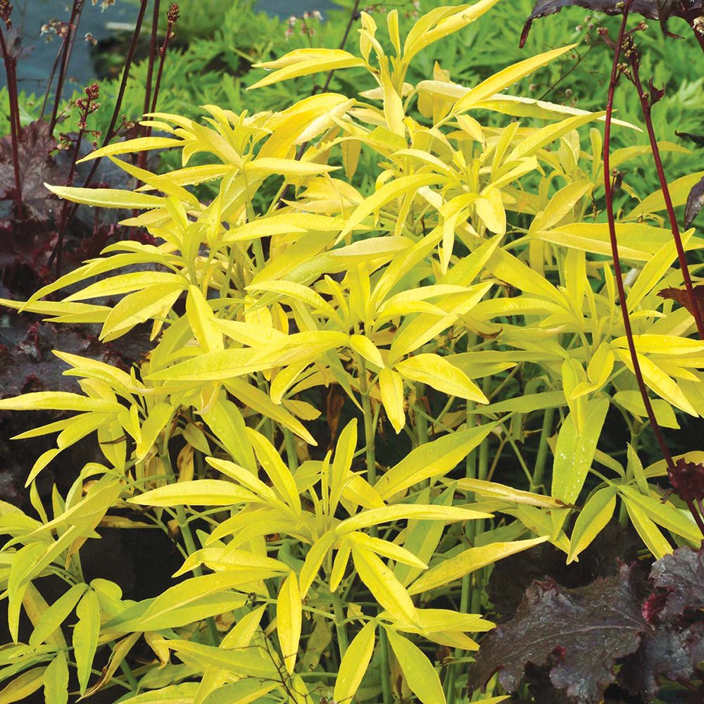 Choisya Aztec Gold