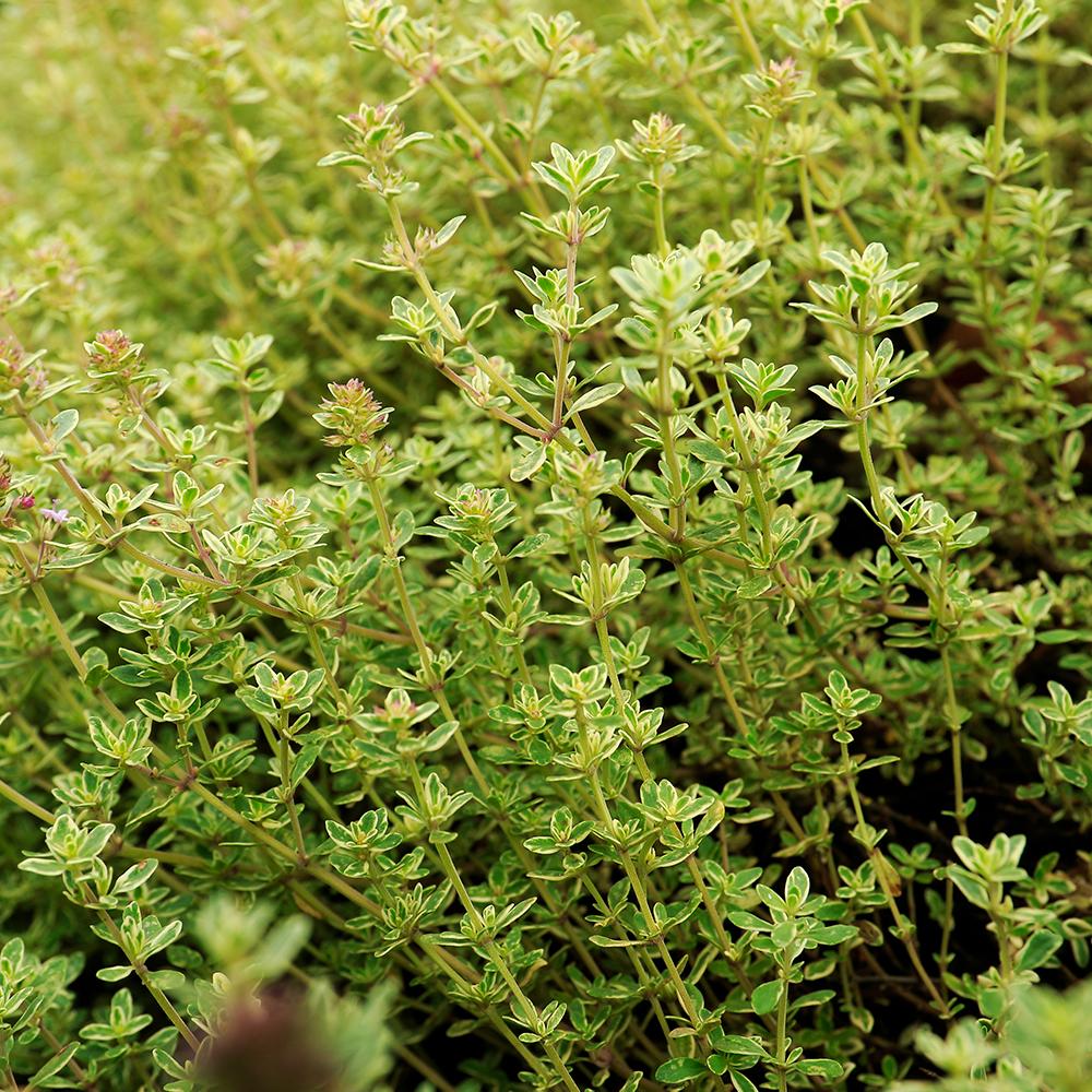 Cimbrisor Lamaios Auriu Aureus, tarator si intens aromat