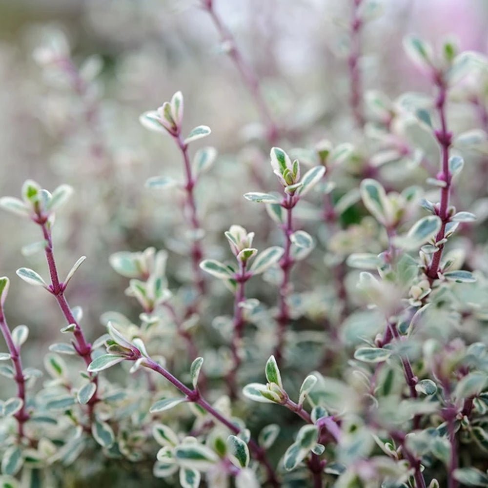 Cimbrisor Lamaios Argintiu Silver Queen, tarator si intens aromat