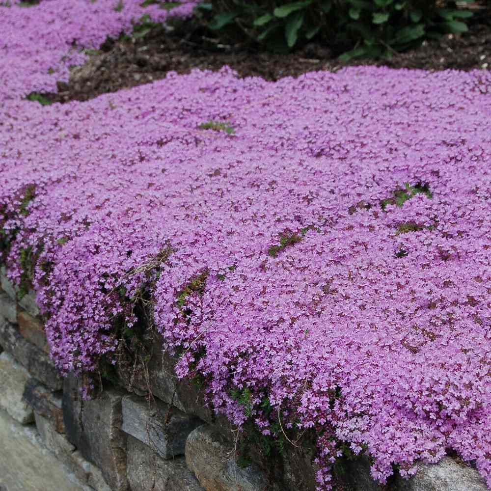 Cimbrisor violet Purple Beauty, tarator, intens aromat