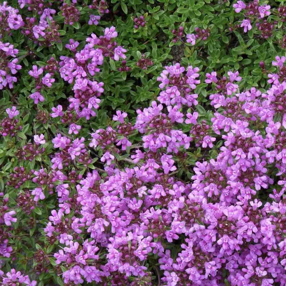 Cimbrisor violet Purple Beauty, tarator, intens aromat