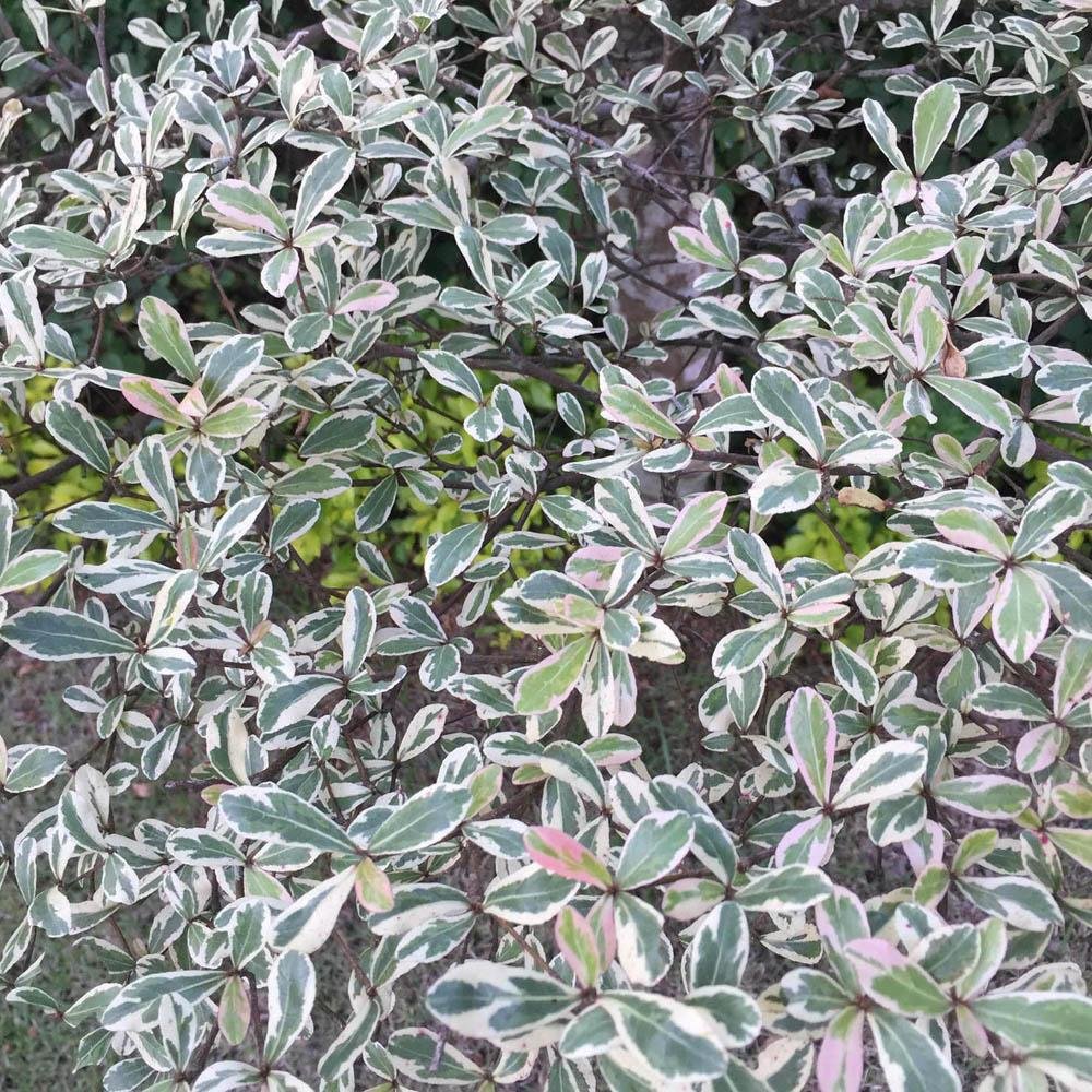 Cimbrisor Lamaios Argintiu Silver Queen, tarator si intens aromat