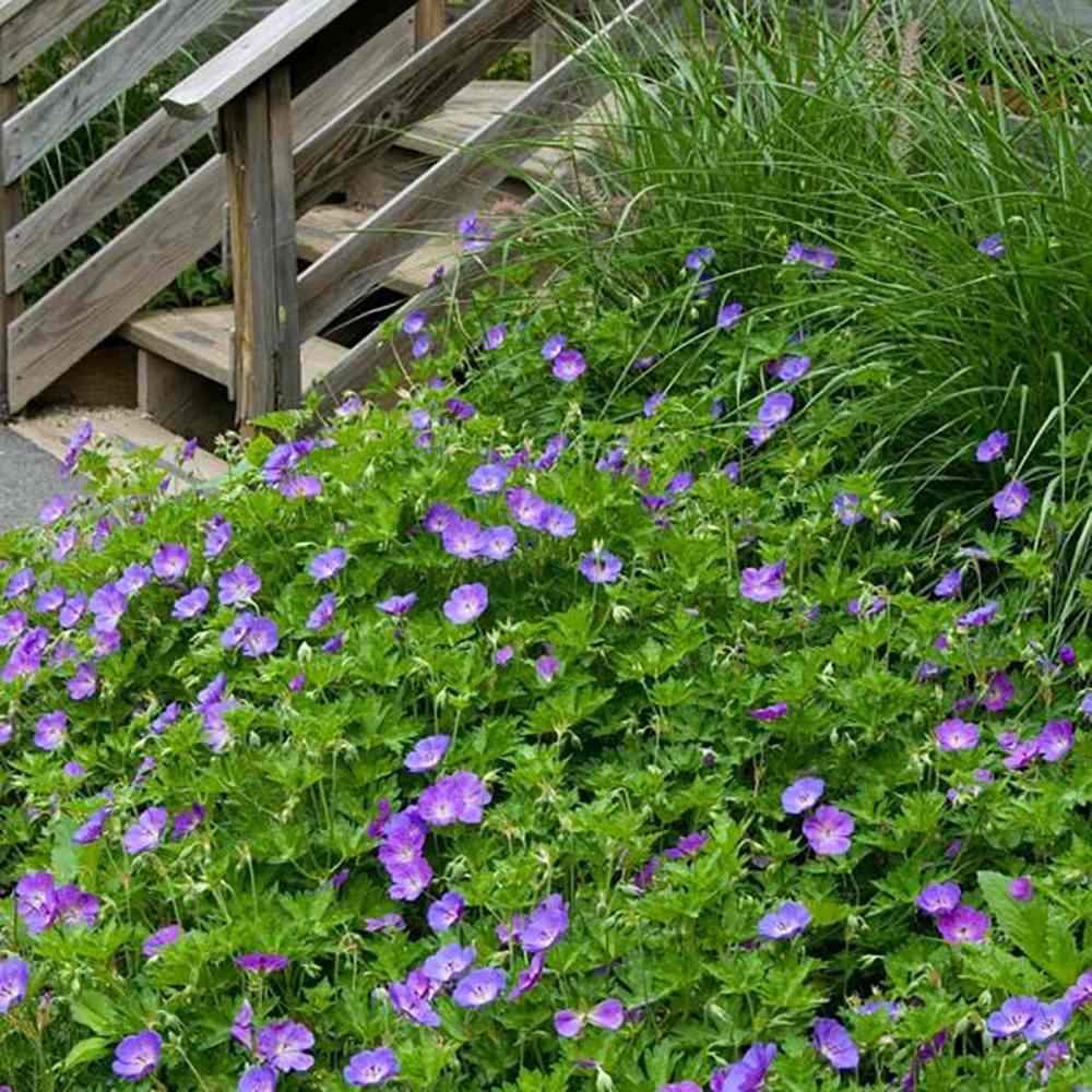Ciocul Berzei Geranium Rozanne, tarator cu flori albastre-mov