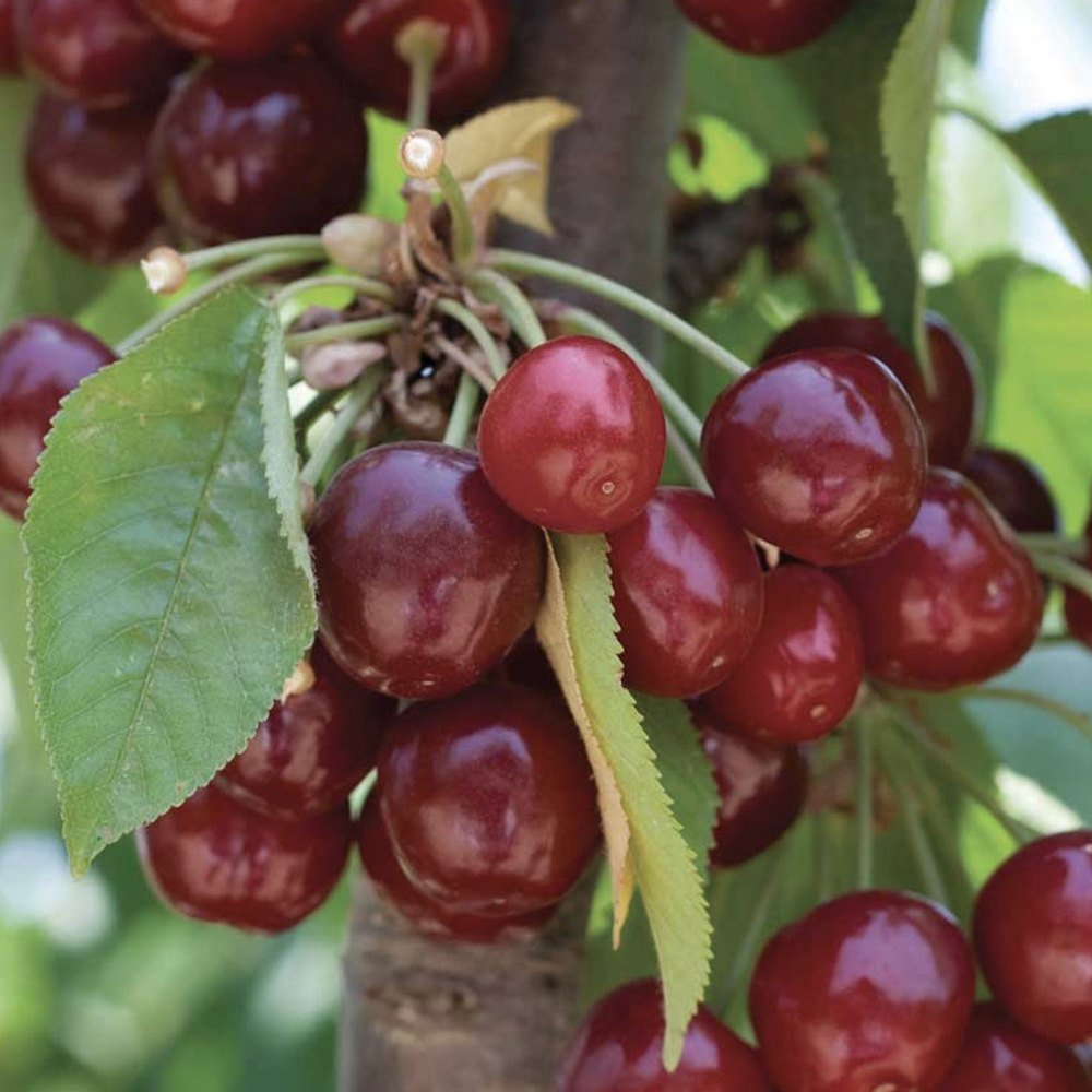 Cires Dulce (Prunus Avium) Stella, cu fructe dulci rosii-inchis