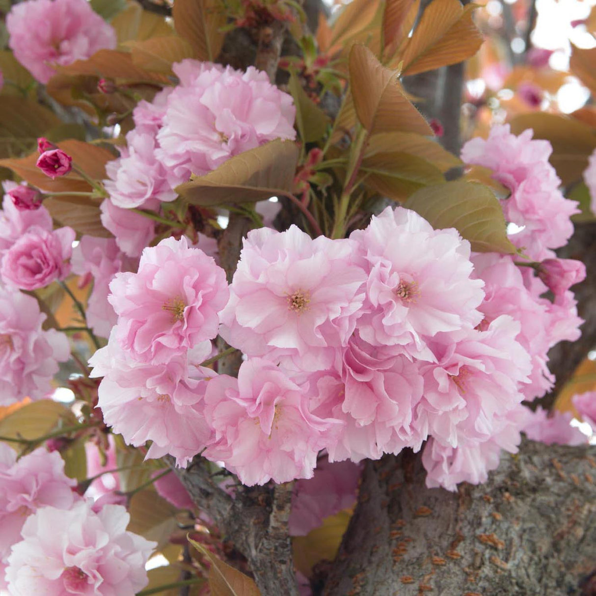 Cires Japonez roz Kanzan, cu flori roz-intens duble