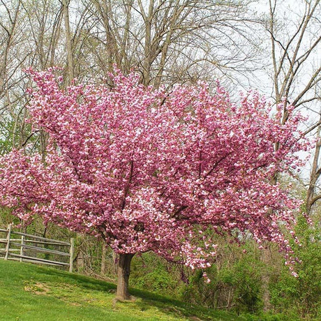 Японска череша Окаме, с наситено розови цветове