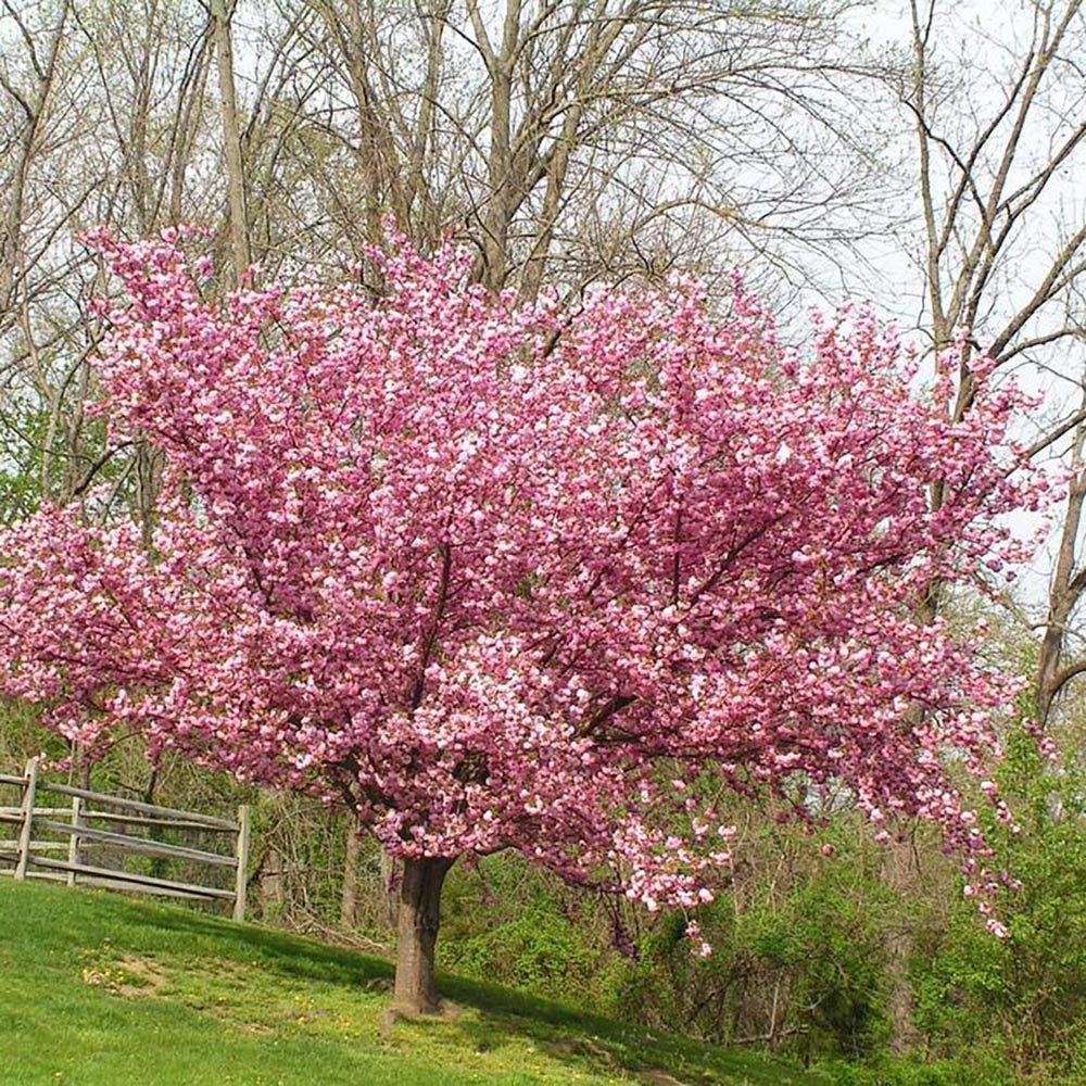 Японска череша Окаме, с наситено розови цветове