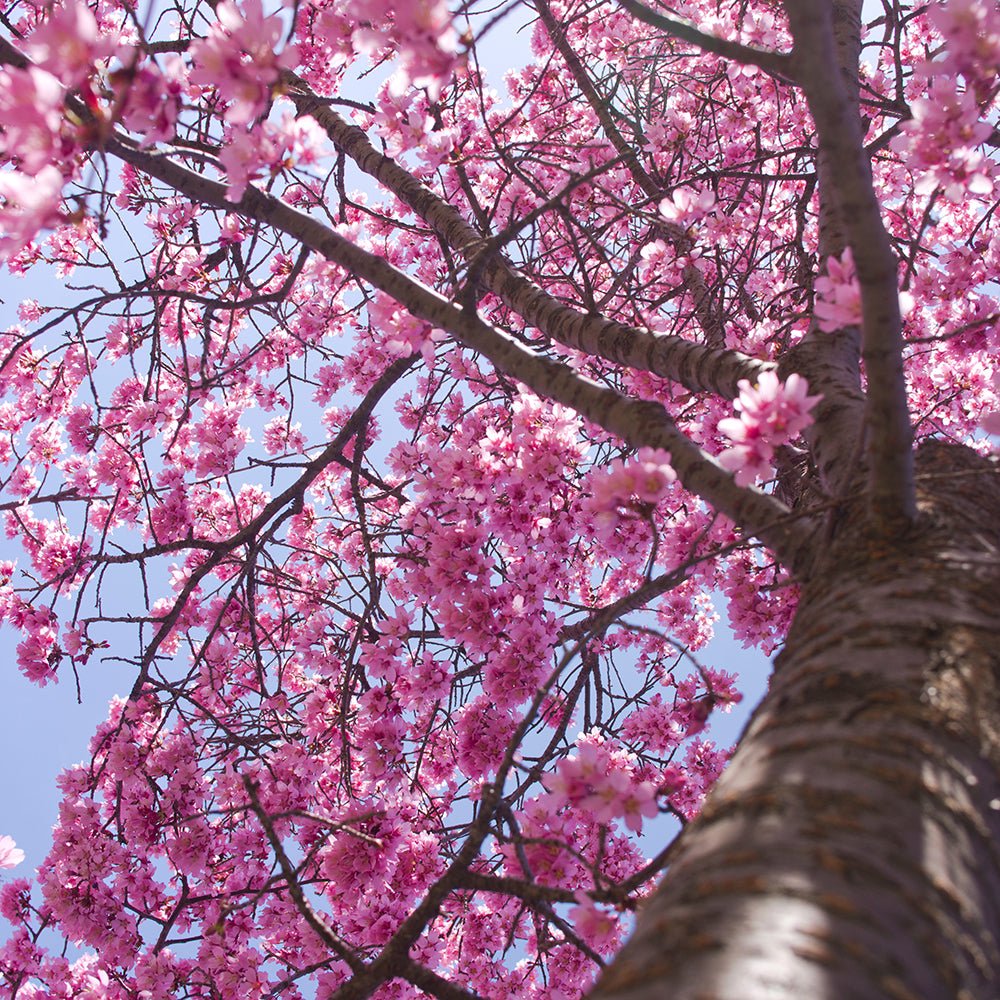 Сакура, японска череша Okame, с яркорозови цветове